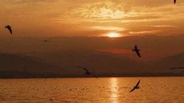 Animal Bird Seagulls Flying in Sunset  Video