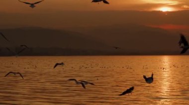 Animal Bird Seagulls Flying in Sunset  Video