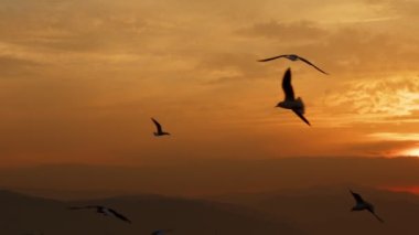 Animal Bird Seagulls Flying in Sunset  Video