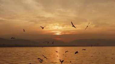 Animal Bird Seagulls Flying in Sunset  Video