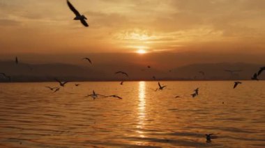Animal Bird Seagulls Flying in Sunset  Video