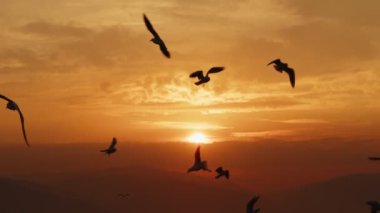 Animal Bird Seagulls Flying in Sunset  Video