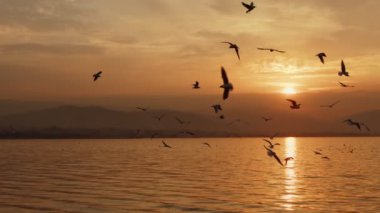 Animal Bird Seagulls Flying in Sunset  Video