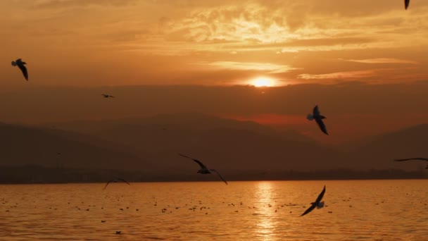 Animal Bird Seagulls Flying Sunset Video — стоковое видео