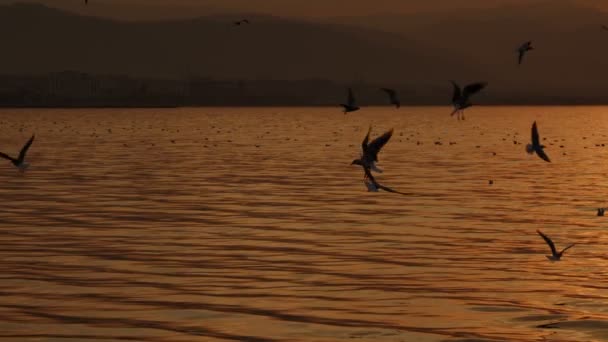 Animal Bird Seagulls Flying Sunset Video — Video