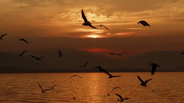 Animal Bird Seagulls Flying Sunset Video — Stock video