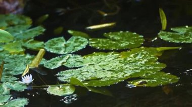 Lotus Çiçekleri Suda Yapraklar