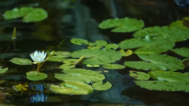 Lotusblüten Blätter Wasser — Stockvideo