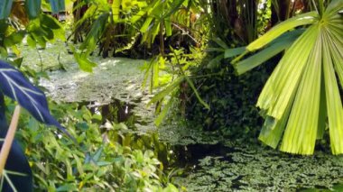 Lotus Flowers Leaves in Water