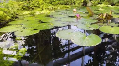 Lotus Flowers Leaves in Water