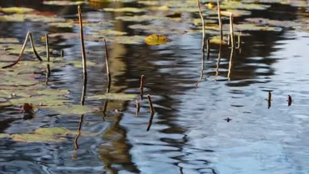 荷花叶在水中 — 图库视频影像