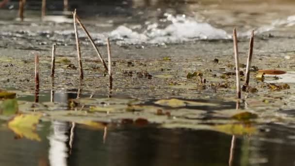 Цветы Лотоса Воде — стоковое видео