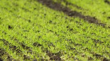 Green Grass Detail in Field in Nature 