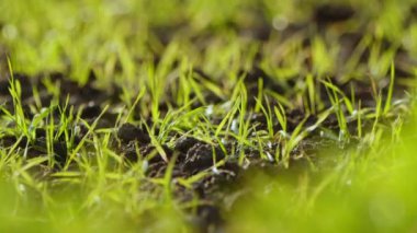 Green Grass Detail in Field in Nature 