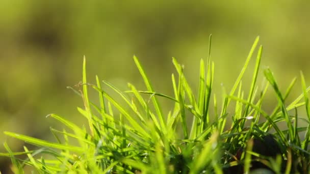 Green Grass Detail Field Nature — Video Stock