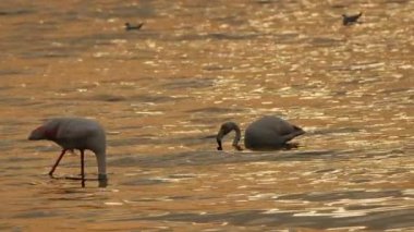  Deniz Sularında Hayvan Kuşu Flamingosu