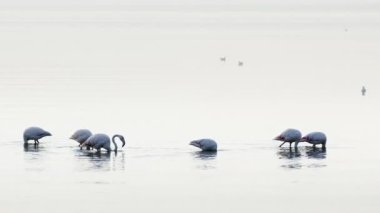  Deniz Sularında Hayvan Kuşu Flamingosu