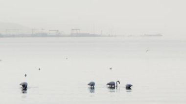  Deniz Sularında Hayvan Kuşu Flamingosu