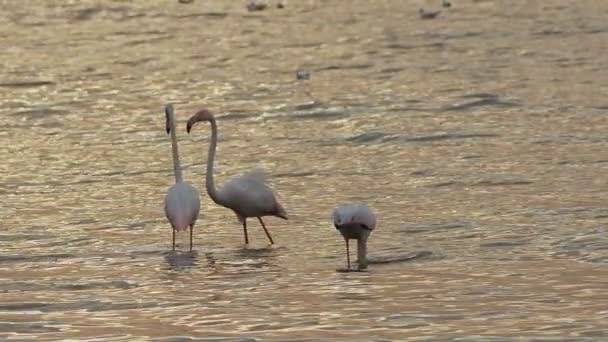 Animal Bird Flamingo Sea Water — Vídeos de Stock