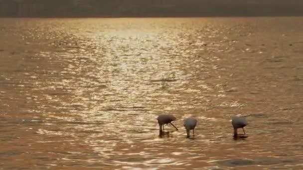 Zwierzęcy Ptak Flamingo Wodzie Morskiej — Wideo stockowe
