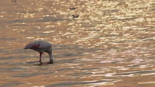 Deniz Sularında Hayvan Kuşu Flamingosu — Stok video