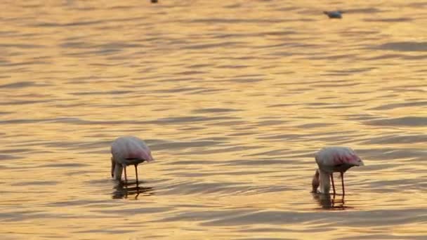 Animal Bird Flamingo Sea Water — Vídeo de stock