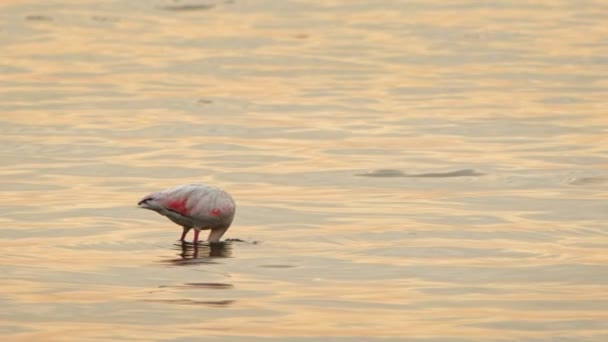 Tierischer Vogel Flamingo Meerwasser — Stockvideo