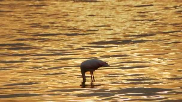 Animal Bird Flamingo Sea Water — Video Stock