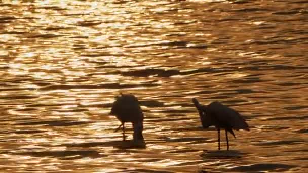 Dieren Vogel Flamingo Zeewater — Stockvideo
