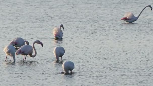 Animal Bird Flamingo Sea Water — Stock Video