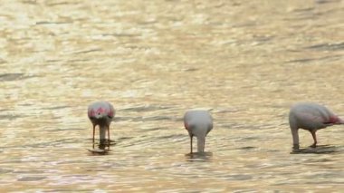  Deniz Sularında Hayvan Kuşu Flamingosu
