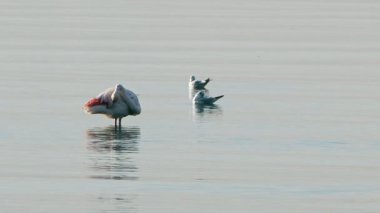  Animal Bird Flamingo in Sea Water