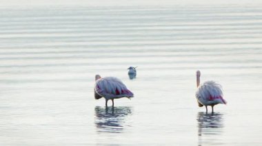  Animal Bird Flamingo in Sea Water