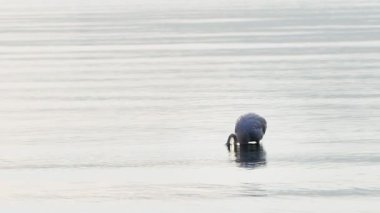  Animal Bird Flamingo in Sea Water