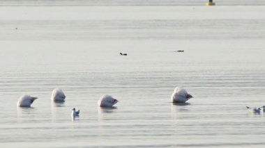  Deniz Sularında Hayvan Kuşu Flamingosu