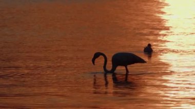  Animal Bird Flamingo in Sea Water