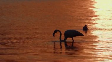  Deniz Sularında Hayvan Kuşu Flamingosu