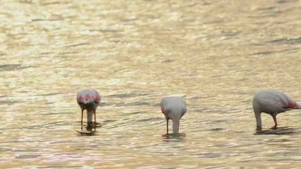 Flamingo Pássaro Animal Água Mar — Vídeo de Stock