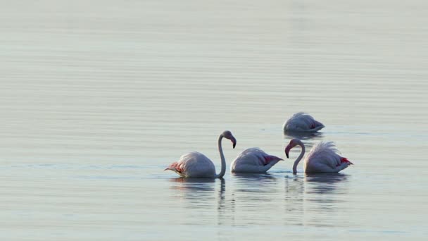 Állati Madár Flamingo Tengervízben — Stock videók