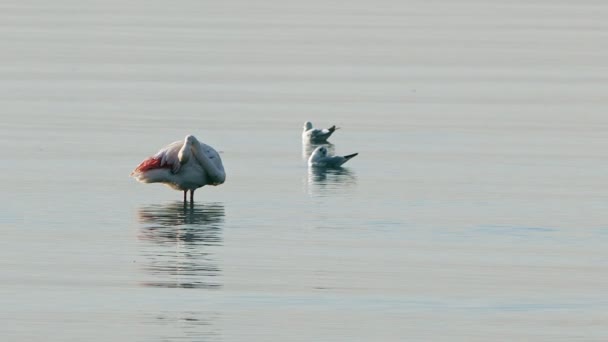 Tierischer Vogel Flamingo Meerwasser — Stockvideo
