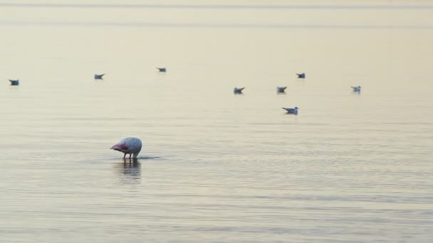 Deniz Sularında Hayvan Kuşu Flamingosu — Stok video