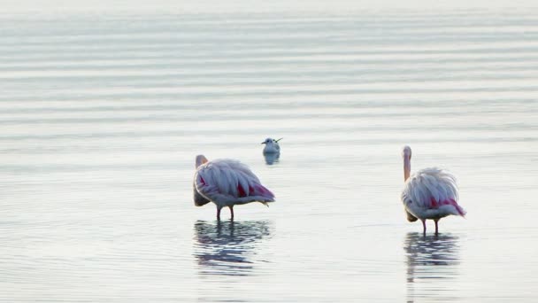 Zwierzęcy Ptak Flamingo Wodzie Morskiej — Wideo stockowe