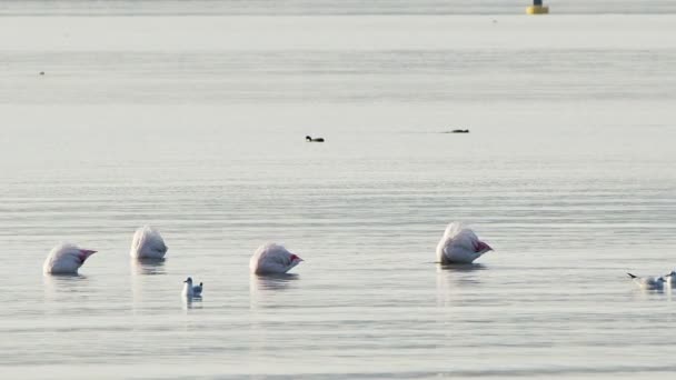 Animal Bird Flamingo Sea Water — Video