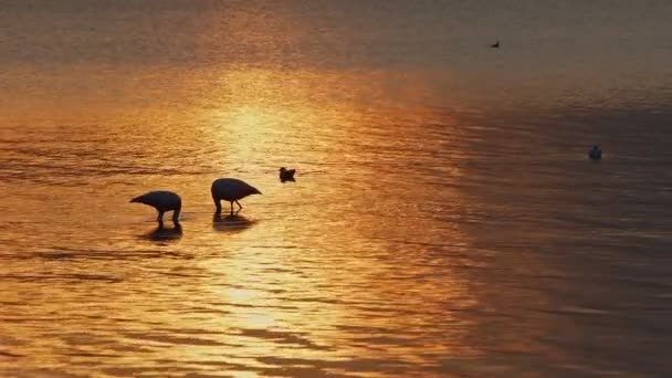 Animal Bird Flamingo Sea Water — Stock Video