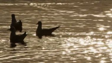 Animal Bird Seagulls in Sea Water Video