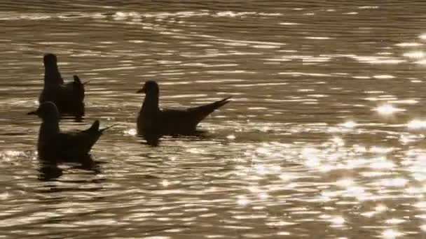 Dieren Vogelmeeuwen Zeewater Video — Stockvideo
