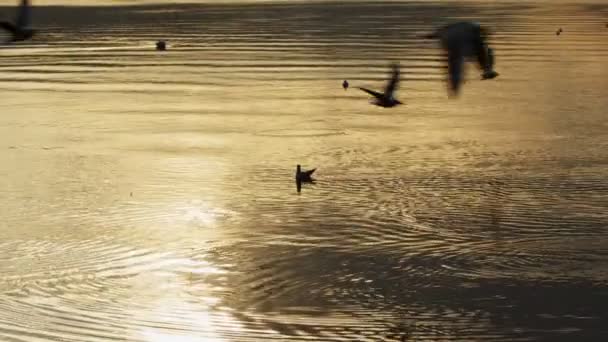 Animal Bird Seagulls Sea Water Video — 图库视频影像
