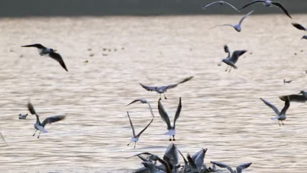 Animal Bird Seagulls Sea Water Video — Vídeo de stock