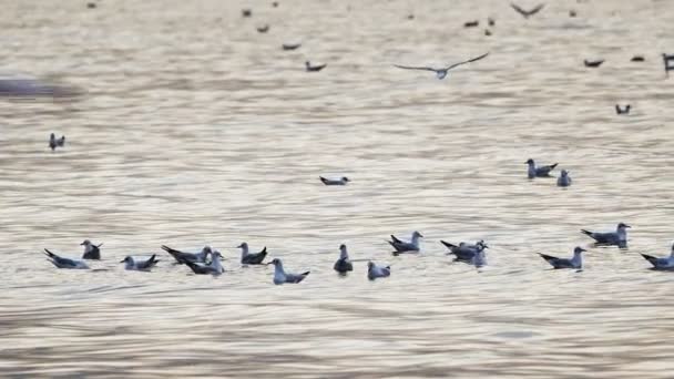 Animal Bird Seagulls Sea Water Video — Video