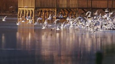Animal Bird Seagulls in Sea Water Video